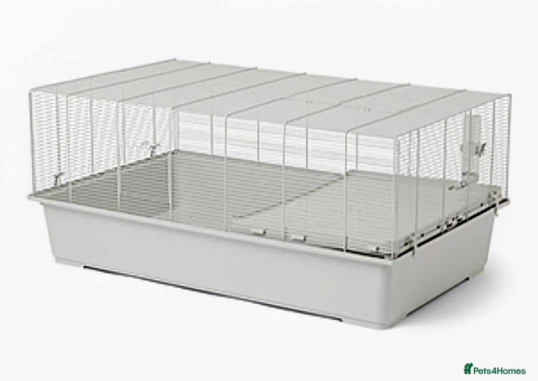 Rat rodents for sale: Fancy,Dumbo,Siamese & Rex ( NEW LITTERS AVAILABLE) - Advert 26