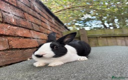 Dutch rabbits for sale: Male Dutch Bunnies ready  - Image 3