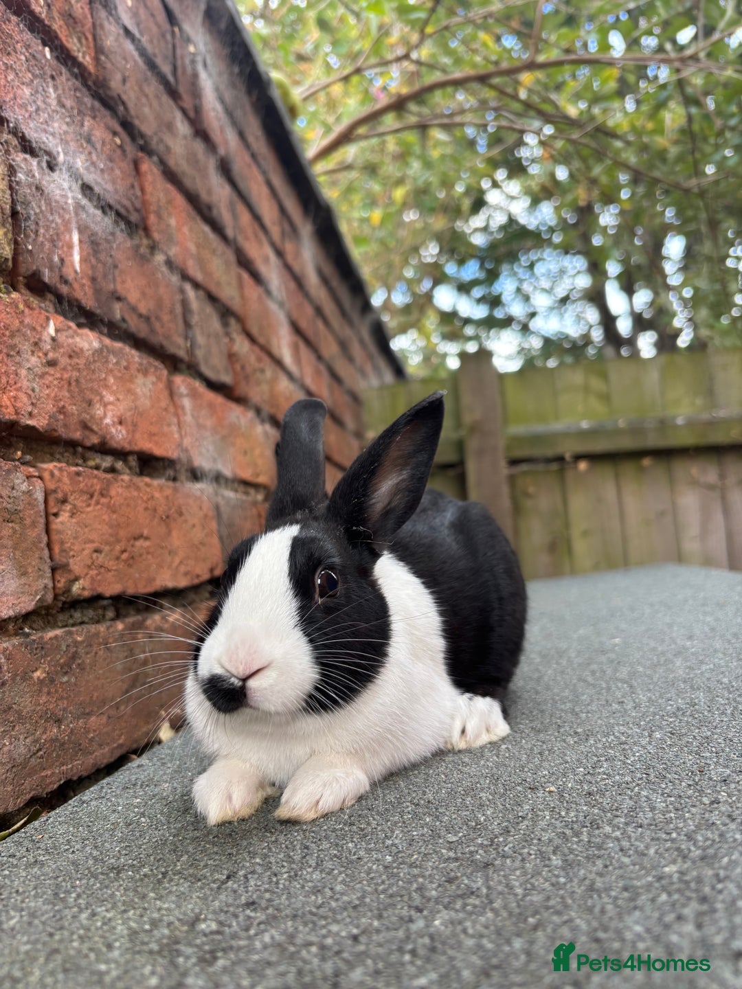 Dutch rabbits for sale: Male Dutch Bunnies ready  - Image 3