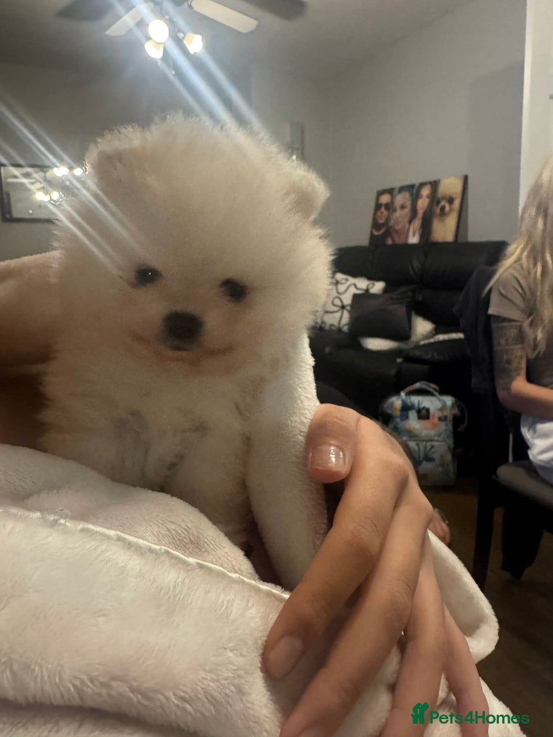 Pomeranian dogs for sale: Tiny white Pomeranian puppy  - Advert 16