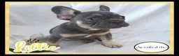 French Bulldog dogs for sale: Excellent Bloodline KC French Bulldogs A** Tested - Advert 10