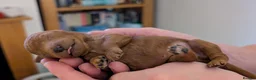 Cavapoo dogs for sale: F1B Deep Fox Red High Quality DNA Clear Puppies  - Advert 12