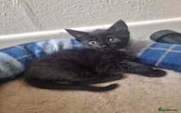 European cats for sale: One lovely black boy for sale  - Image 1
