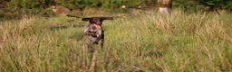 German Shorthaired Pointer dogs for sale: 6 beautiful German short haired pointer puppies  - Advert 3
