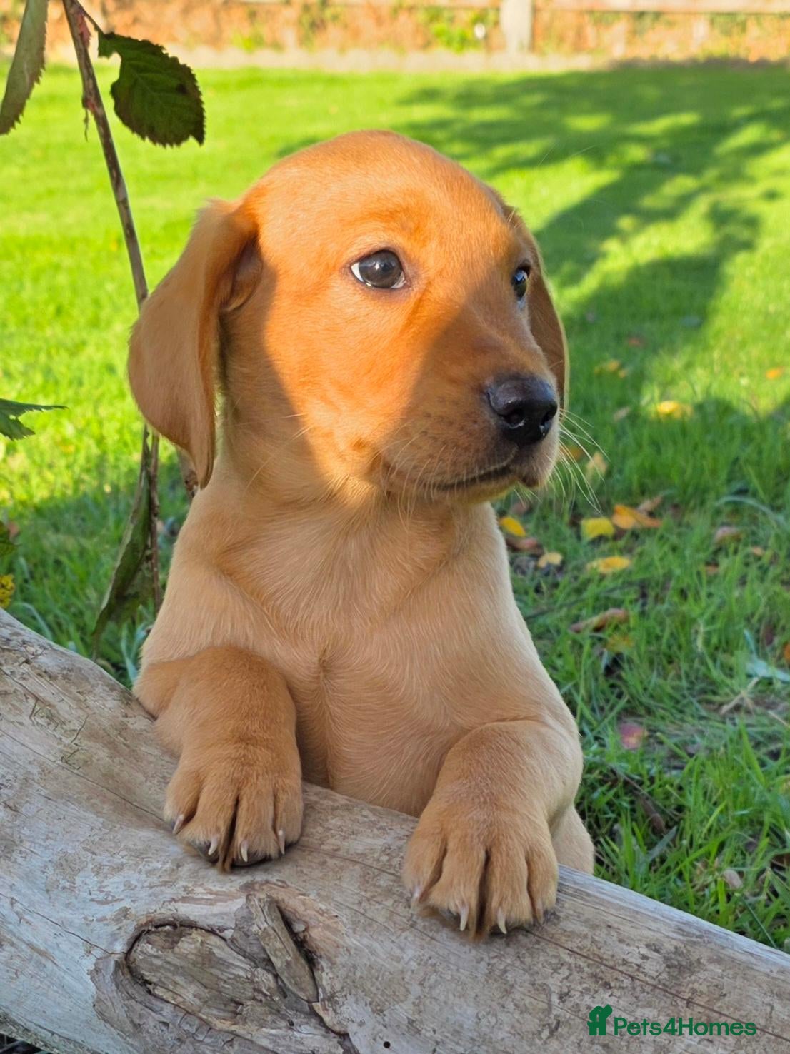 Labrador Retriever dogs for sale: *Beautiful kc, Dna clear labrador puppies* - Advert 1