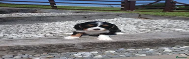 Cavalier King Charles Spaniel 1