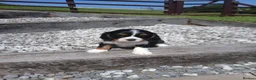 Cavalier King Charles Spaniel dogs for sale: Beautiful tri puppies - Advert 6