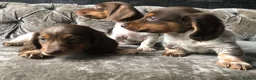Miniature Dachshund dogs for sale: Miniature long haired dachshund READY NOW - Advert 9