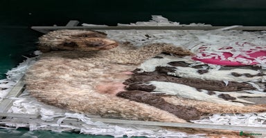 Lagotto Romagnolo dogs in Lockerbie - Advert 5