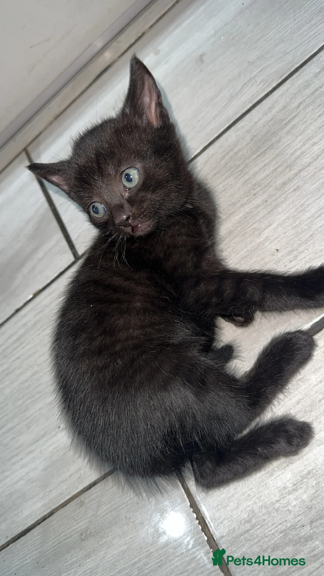 Domestic Shorthair cats for sale: Adorable tabby kittens and black kittens  - Advert 5