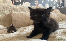 Mixed Breed cats for sale: Sweet Kittens  - Image 13