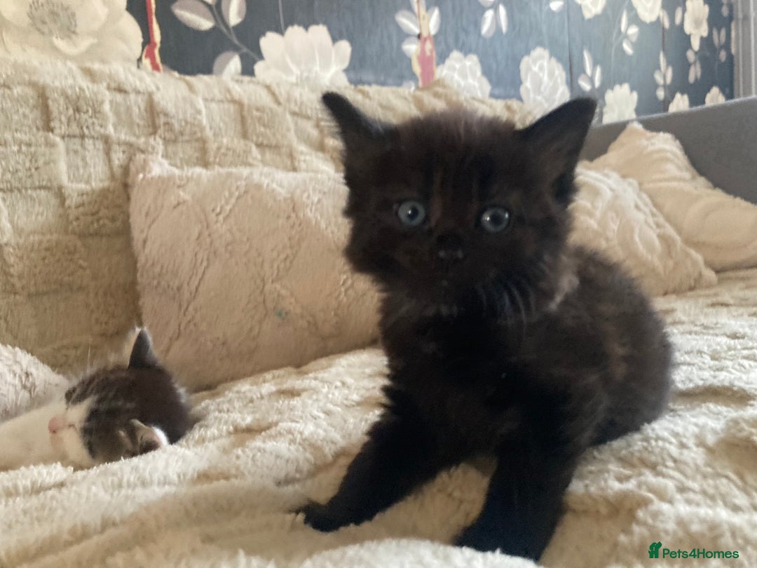 Mixed Breed cats for sale: Sweet Kittens  - Image 13
