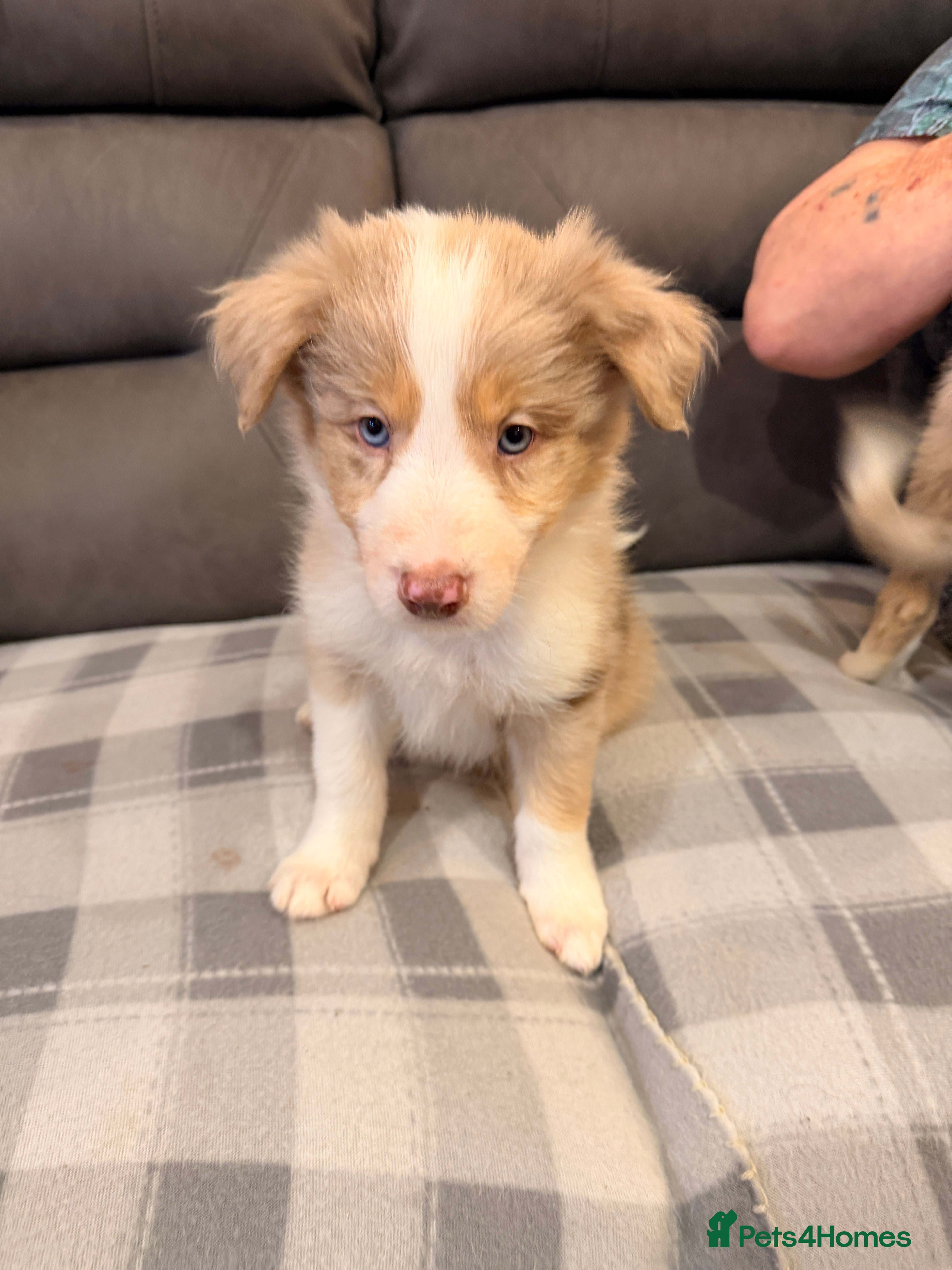 Mixed Breed dogs 17th of FebruaryMerle Border beard Collie Puppies - Advert 12