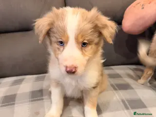 Mixed Breed dogs 17th of FebruaryMerle Border beard Collie Puppies - Advert 3