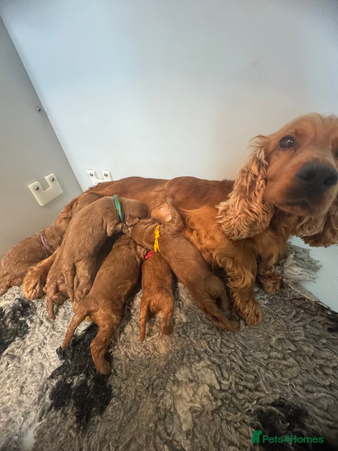 Cockapoo dogs for sale: 5⭐️ licensed. F1 health tested cockapoos RED  - Advert 5