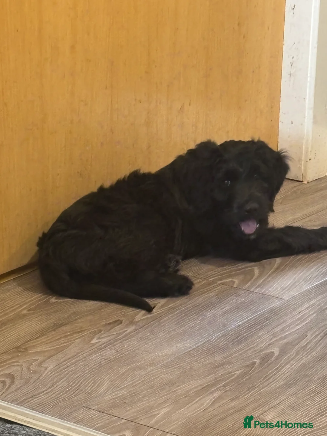 Labradoodle dogs for sale: 10 month old male labradoodle - Advert 10