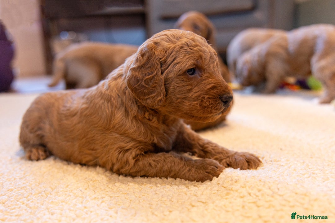 Mixed Breed dogs for sale: Beautiful litter of Australian labradoodles  - Advert 11
