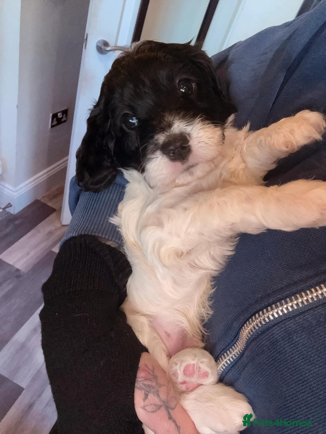 Mixed Breed dogs for sale: Beautiful Cavapoo puppies  - Advert 24