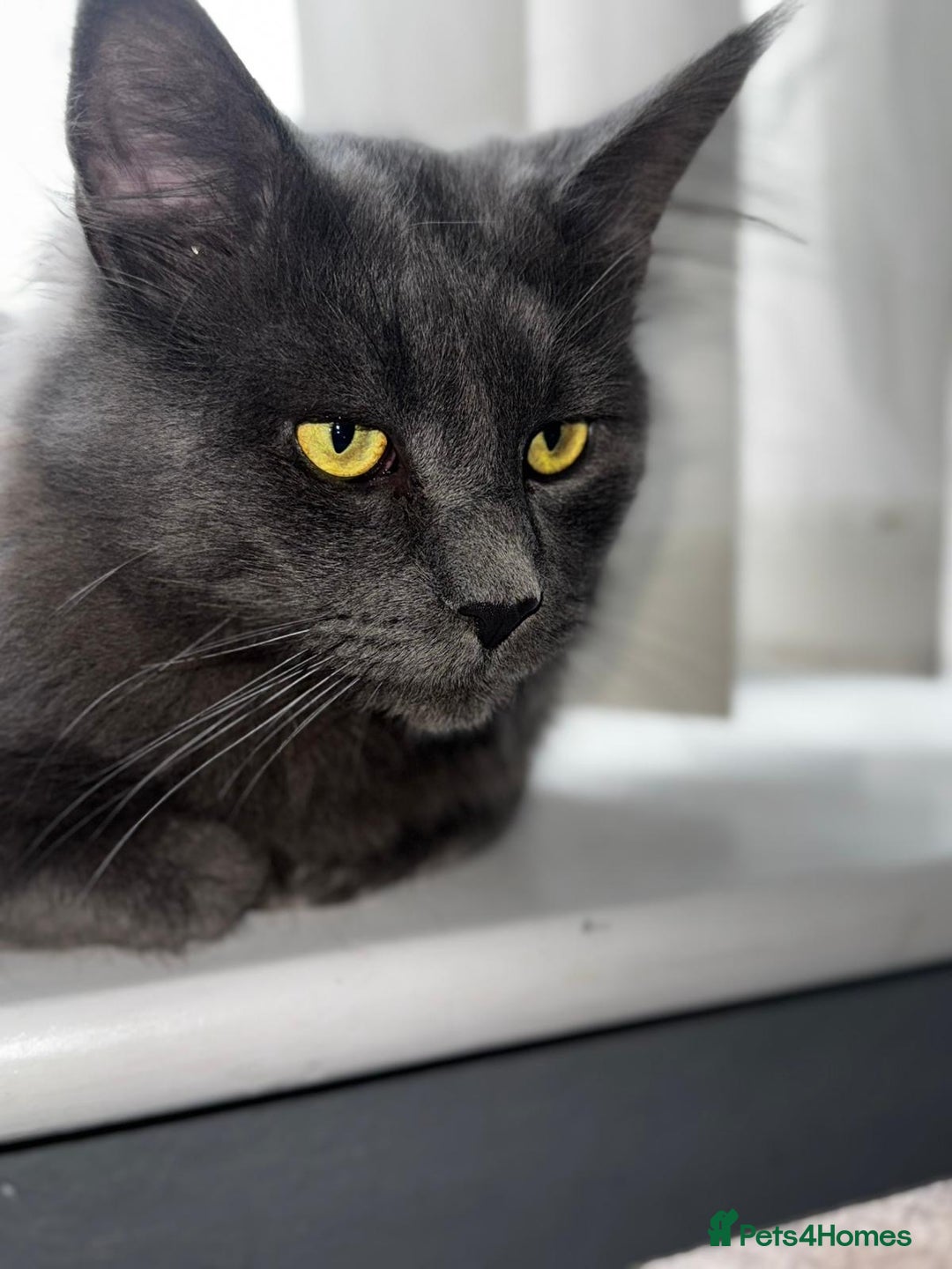 Maine Coon cats for sale: 🐱 Exceptional Maine Coon Male  - Advert 6