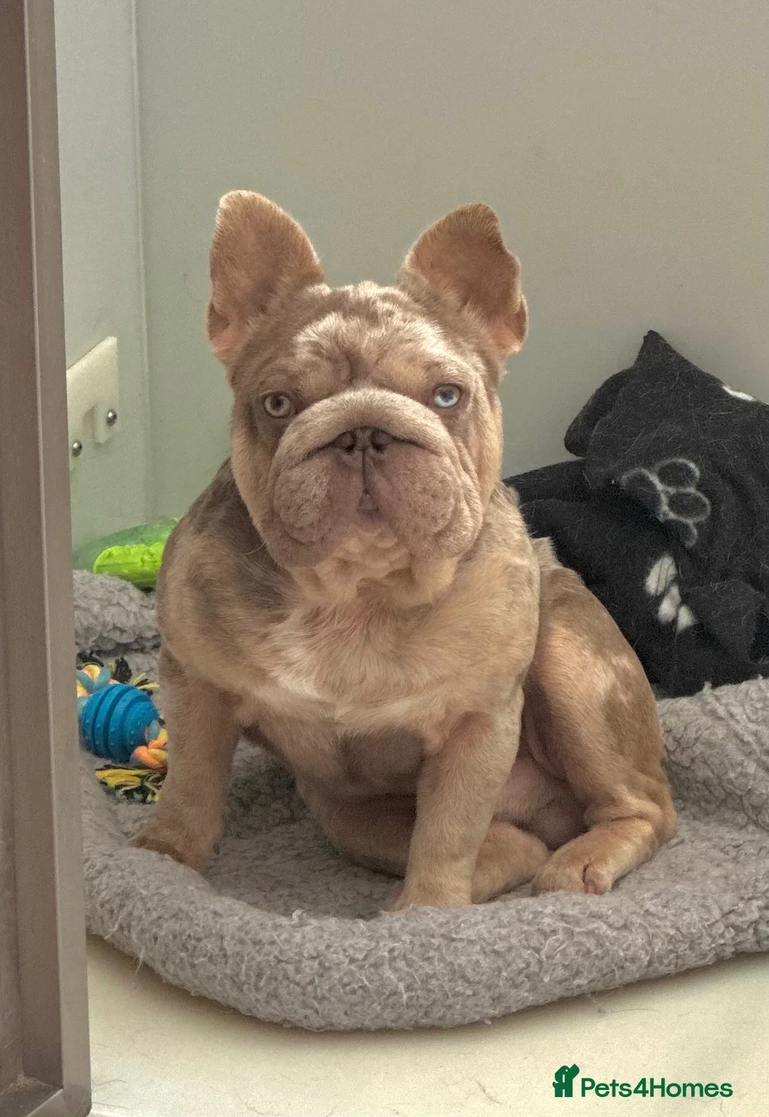 French Bulldog dogs for stud: STUNNING ISABELLA MERLE CARRYING PINK AND FLUFFY  in Cardiff - Advert 1