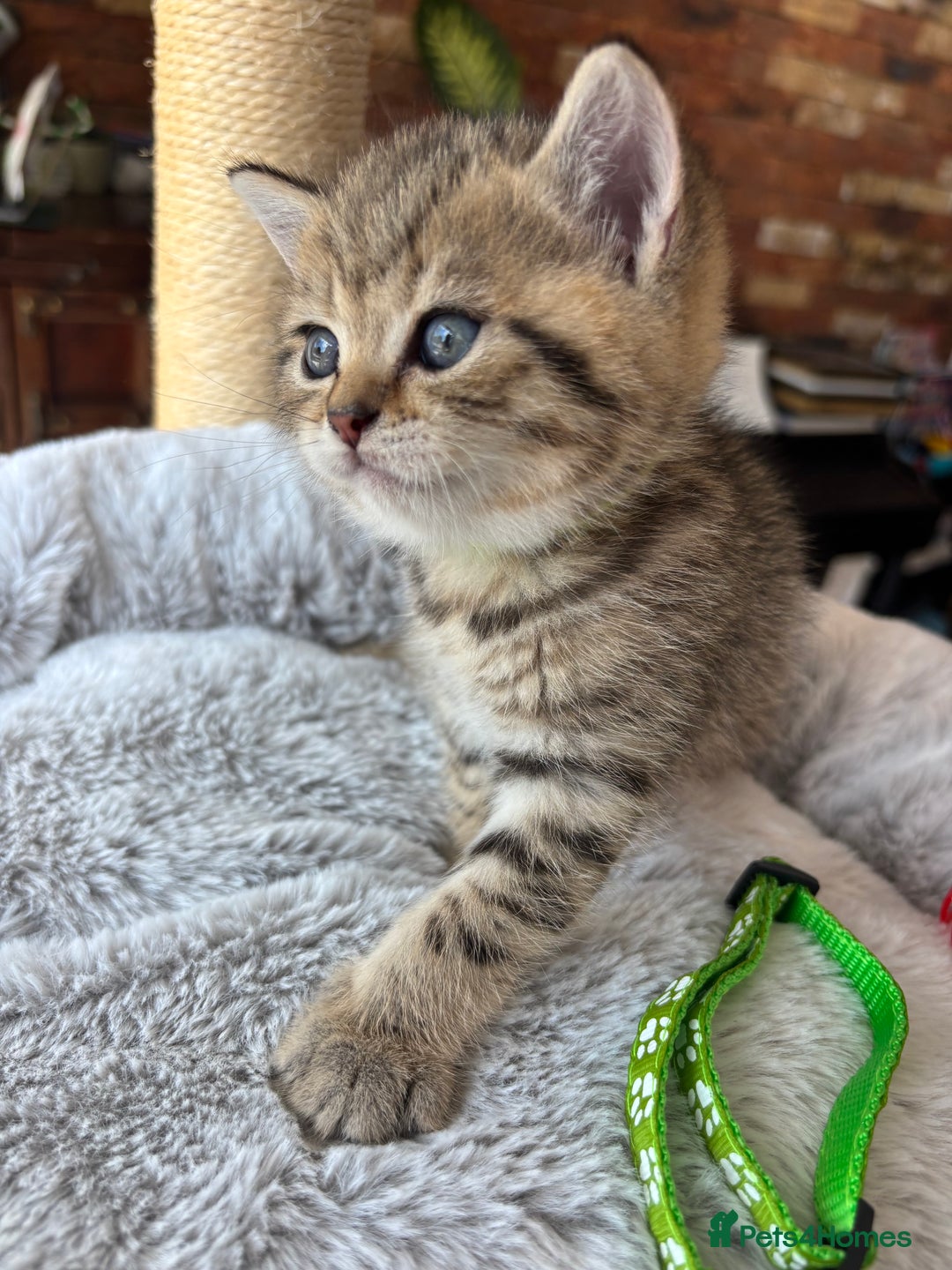 British Shorthair cats for sale: 💎Rare BSH Kittens💎Pedigree Champion Blood Line💎 - Image 17