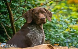 German Shorthaired Pointer dogs for sale: GSP puppies for sale - Image 5