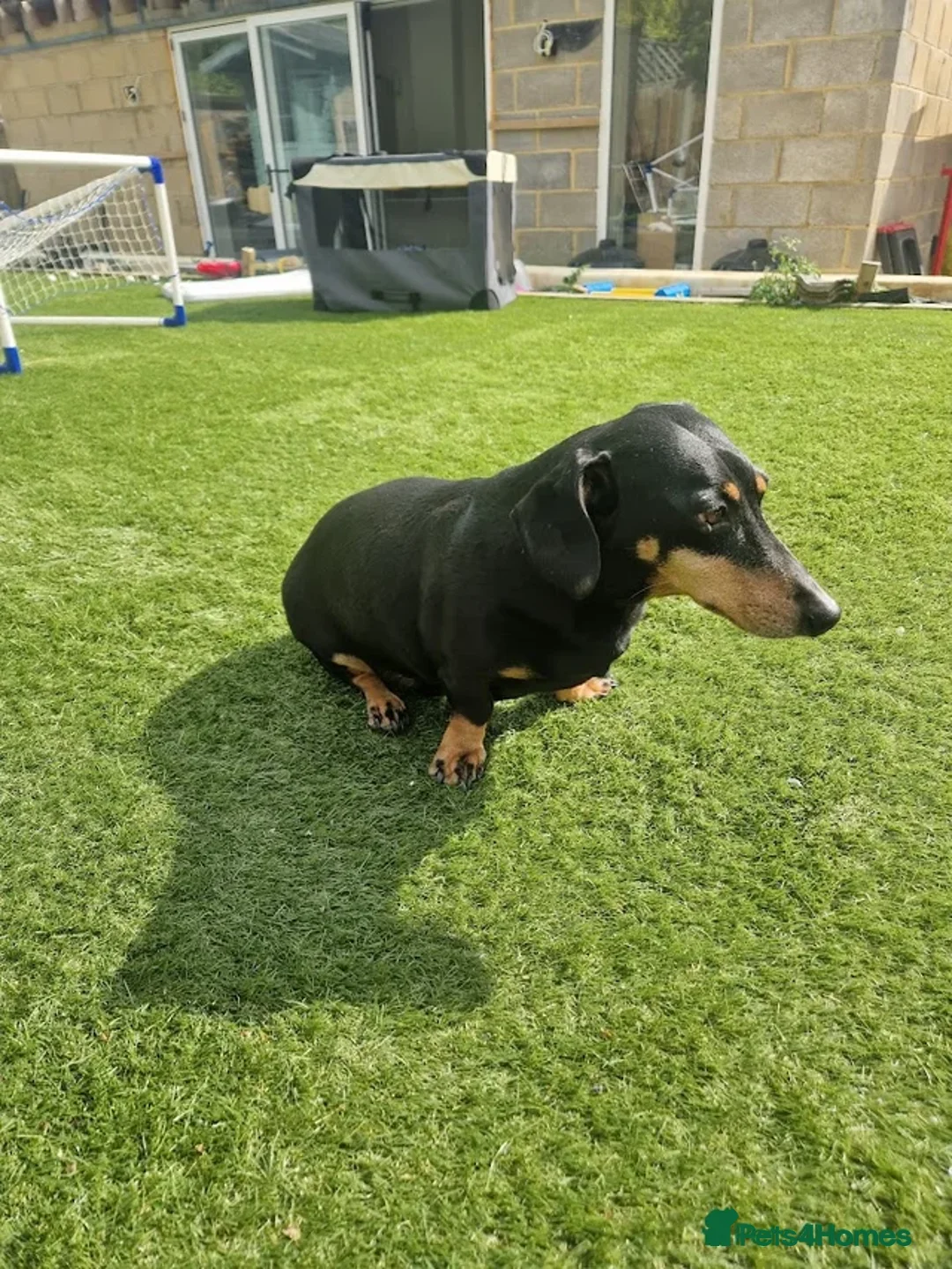 Dachshund dogs for sale: 9 year old dachshund black and tan - Advert 3