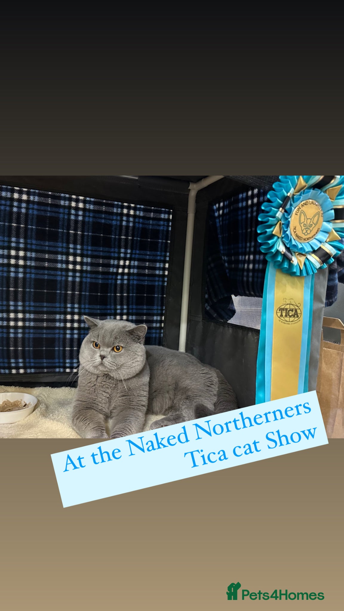 British Shorthair cats for sale: Blue BSH kittens excellent quality Tica reg - Advert 7