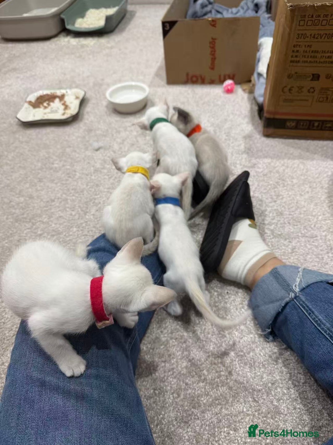 Siamese cats for sale: Beautiful Siamese Kittens – Ready February - Advert 21