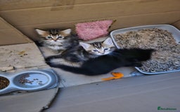 Domestic Shorthair cats for sale: Bengal cross kittens longhaired and shorthaired - Image 4