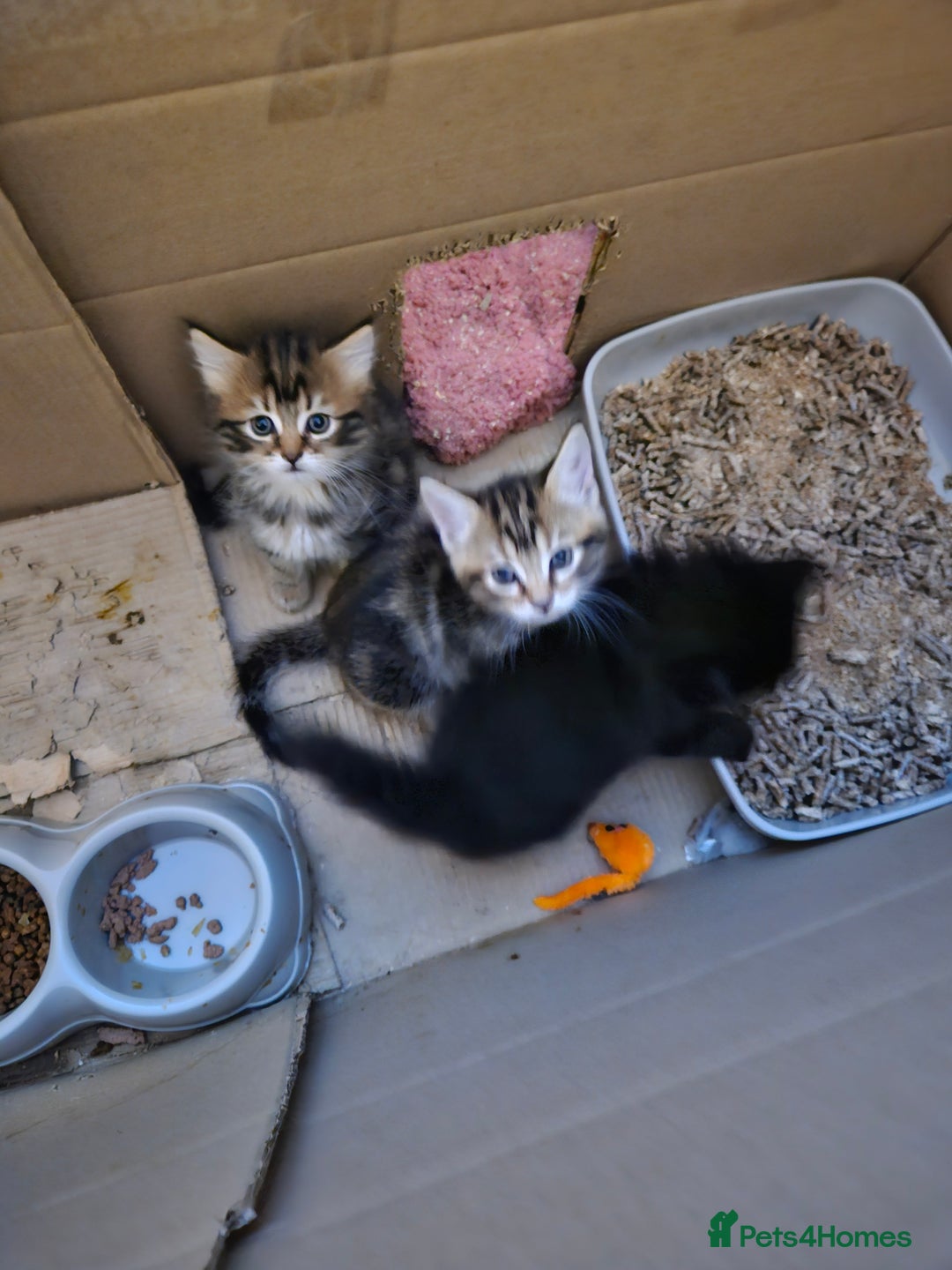 Domestic Shorthair cats for sale: Bengal cross kittens longhaired and shorthaired - Image 4