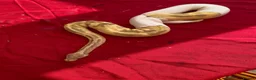 Python Snake reptiles for sale: Bamboo Orange dream male  - Advert 8