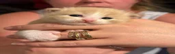 Mixed Breed cats for sale: Maine coon x ragdoll kittens - Advert 15