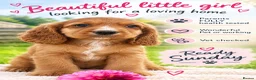 Cocker Spaniel dogs for sale: Beautiful Golden Girl  - Advert 4