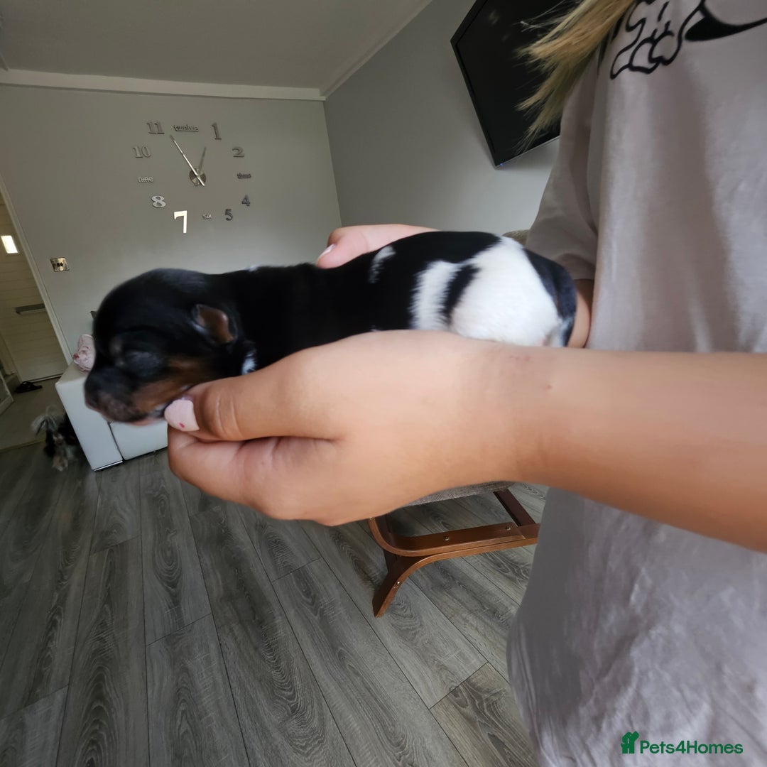 Yorkshire Terrier dogs for sale: 5 szczeniąt York terrier (Biewer) - Image 19