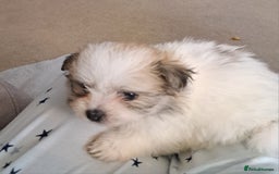 Mixed Breed dogs for sale: Beautiful Pomchon puppies FOR SALE - Image 2