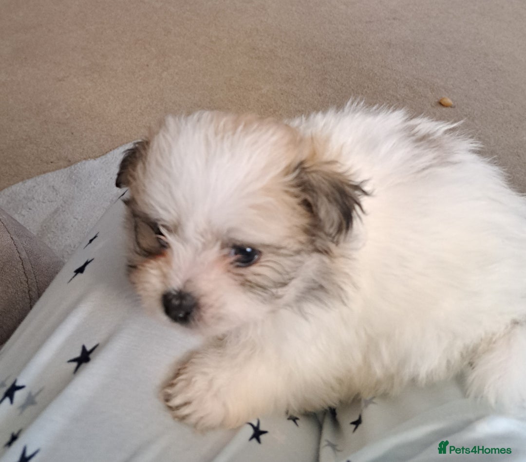 Mixed Breed dogs for sale: Beautiful Pomchon puppies FOR SALE - Image 2