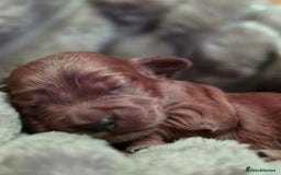 Cockapoo dogs for sale: ✨ Beautiful F2 Multi-Gen Cockapoo Puppies 4 Left - Image 9