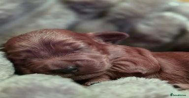 Cockapoo dogs - Advert 5