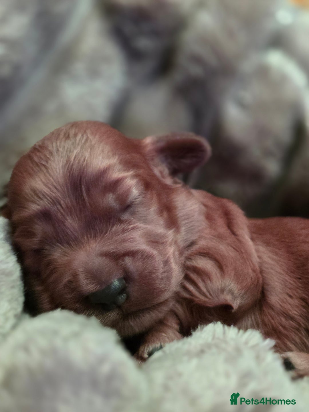 Cockapoo dogs for sale: ✨ Beautiful F2 Multi-Gen Cockapoo Puppies 4 Left - Image 9