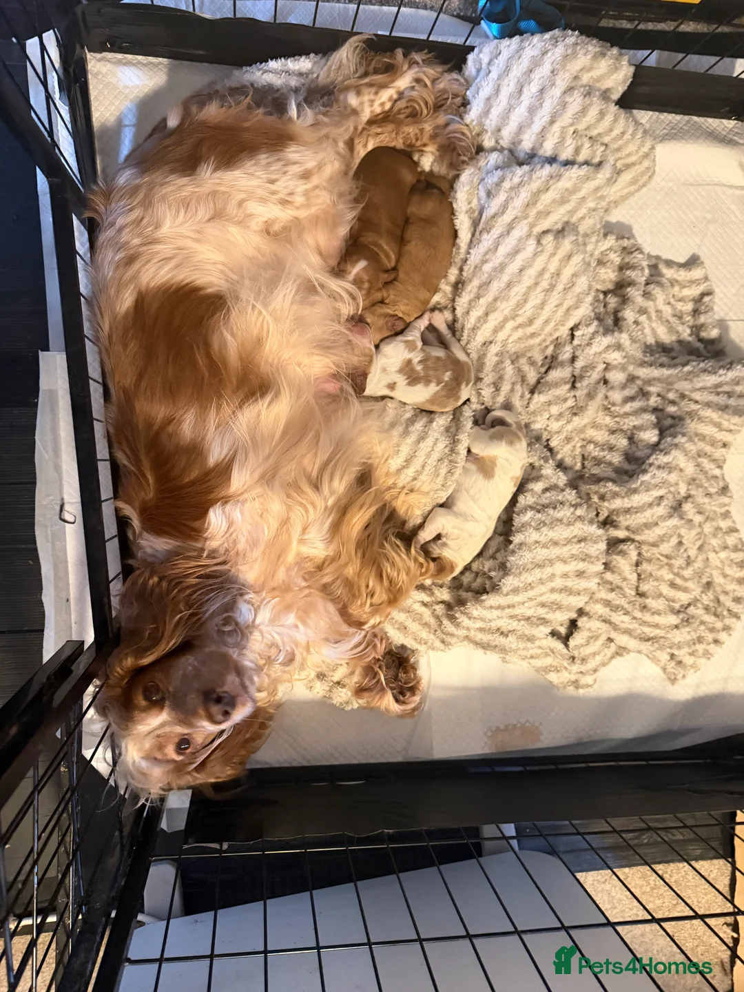 Cocker Spaniel dogs for sale: Cocker spaniel pups available to reserve  - Advert 5