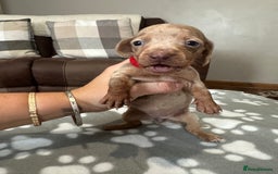 Dachshund dogs for sale: Beautiful dachshund pups  - Image 11