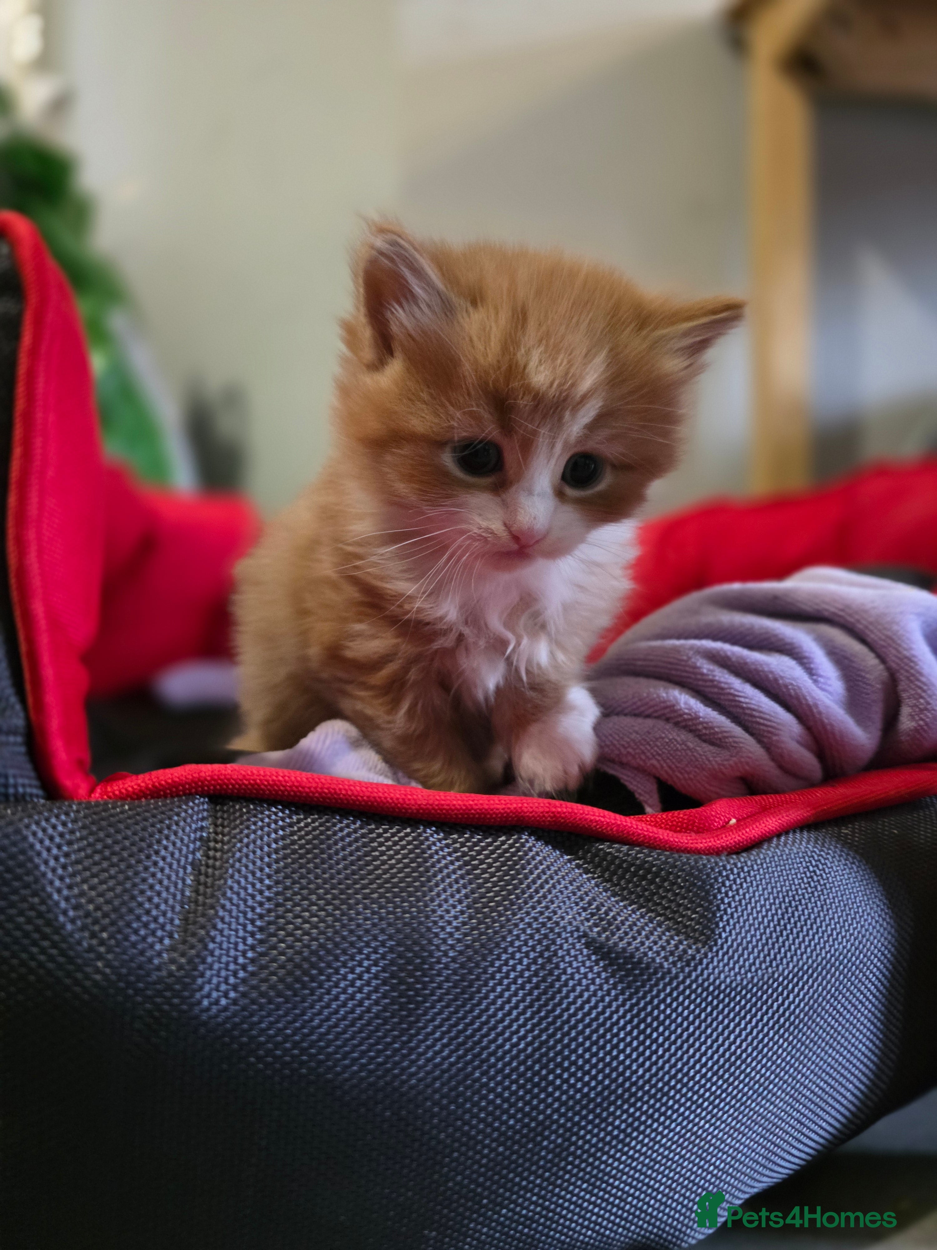 European cats Adorable Ginger Kitten Looking for Home - Advert 7