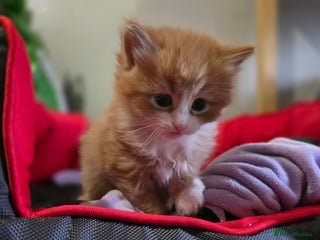 European cats Adorable Ginger Kitten Looking for Home - Advert 7