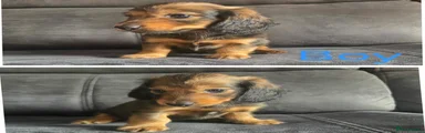 Dachshund 1