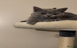 British Shorthair cats for sale: British short hair  - Advert 13