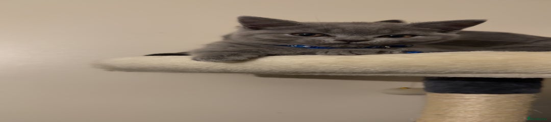 British Shorthair Kitten 3