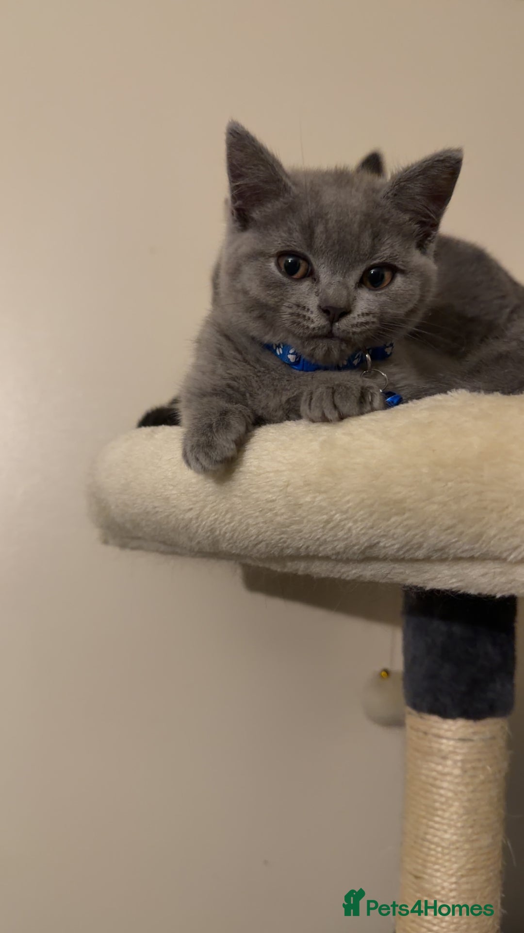 British Shorthair cats for sale: British short hair  - Advert 13