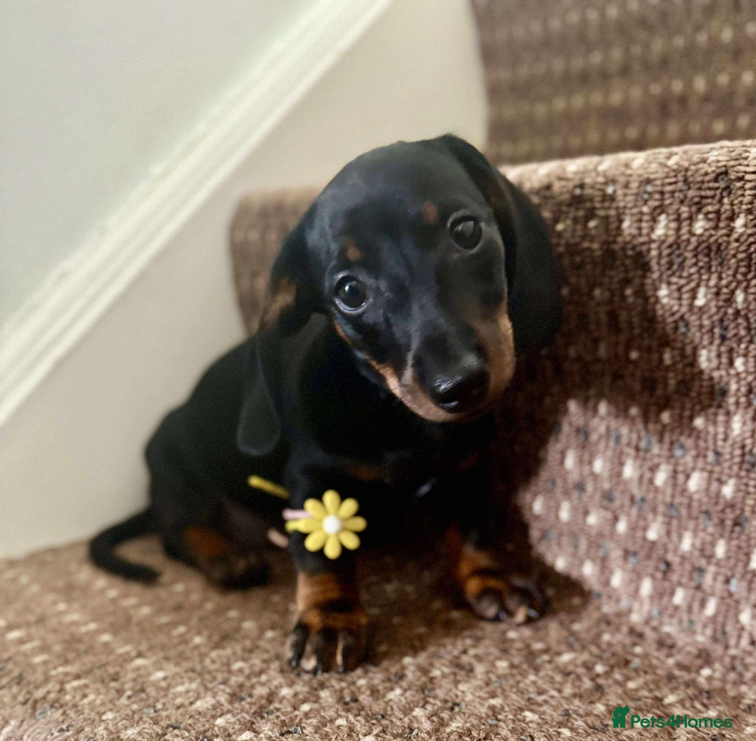 Dachshund dogs for sale: Beautiful dachshund babies  - Image 4