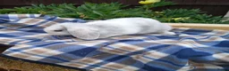 Mini Lop rabbits for sale: Mini plush x mini lop  - Advert 6